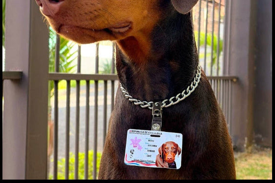 Dog with a collar and tag standing in front of a gate
